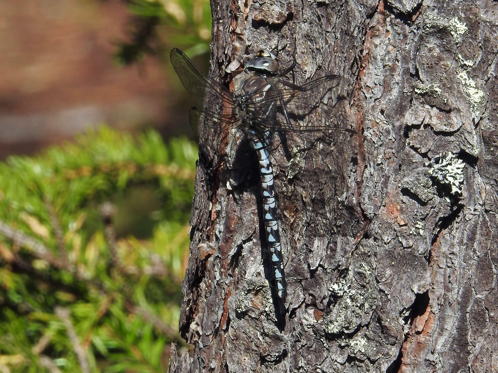 Image of Azure Hawker