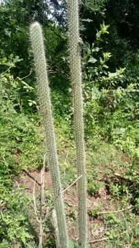 Image of Peniocereus serpentinus (Lag. & Rodr.) N. P. Taylor