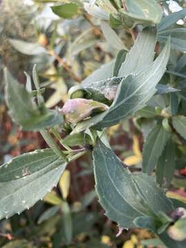 Image of Asphondylia borrichiae Rossi & Strong 1990