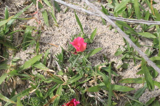 Image of Portulaca gilliesii Hook.