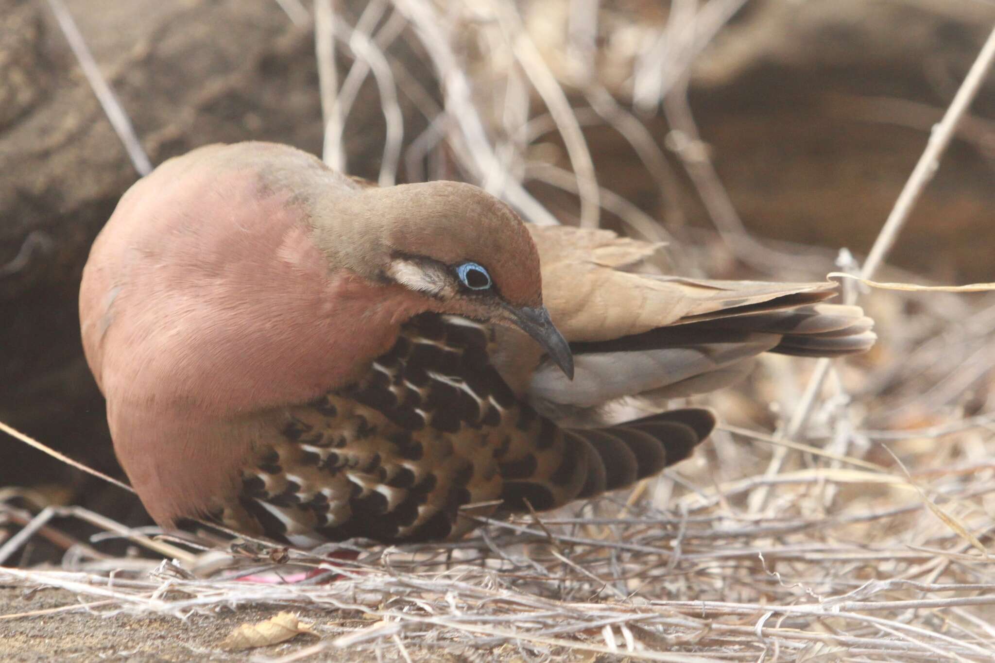 Imagem de Zenaida galapagoensis Gould 1841