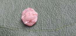 Image of Pink wax scale