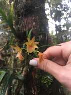 Image of Epidendrum arevaloi (Schltr.) Hágsater