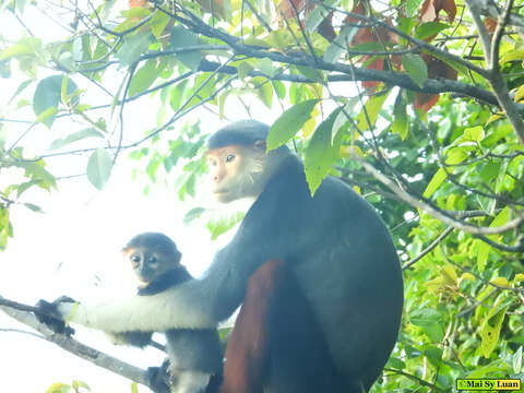 Image of Douc Langurs