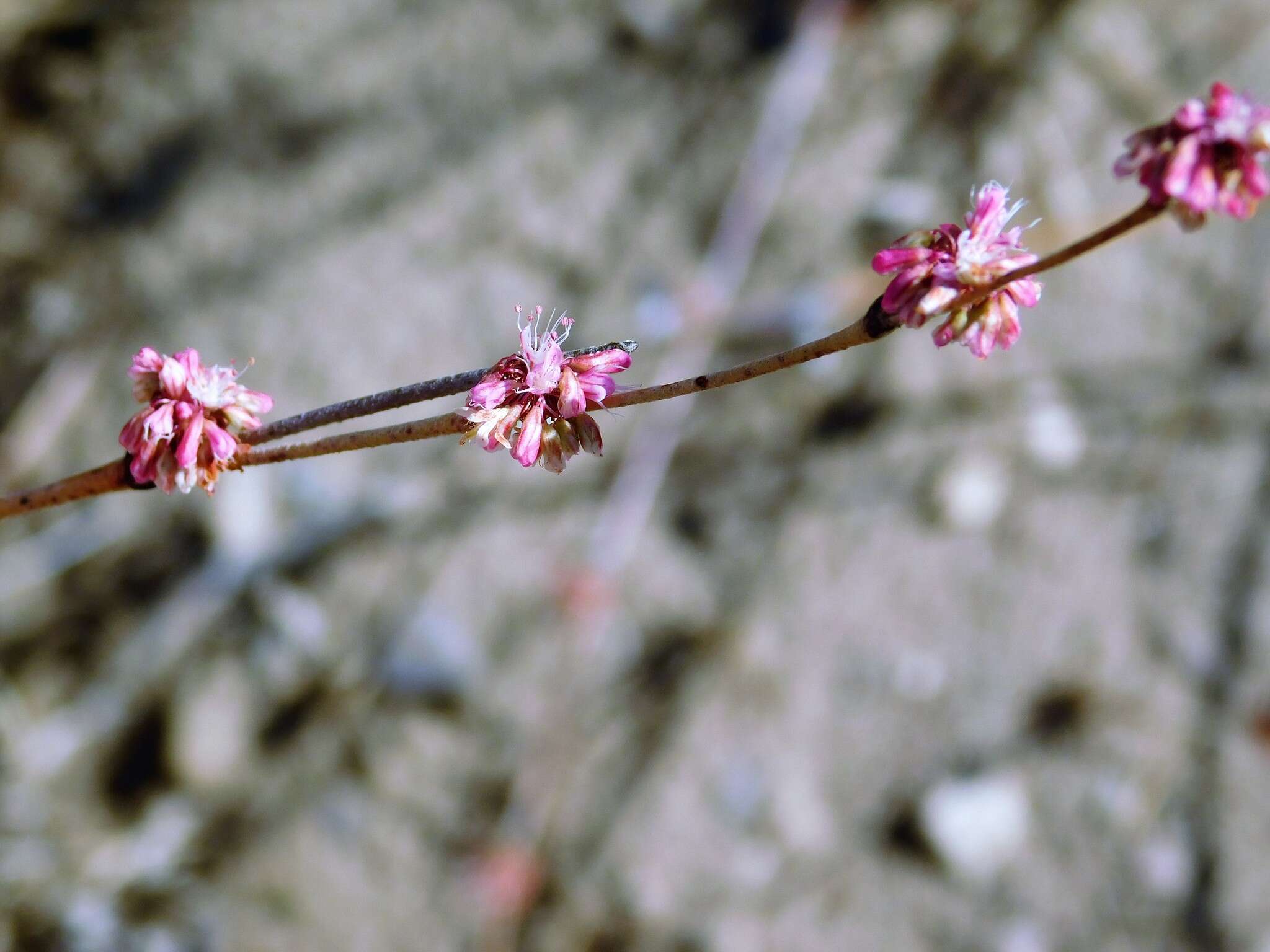 Image of longstem buckwheat