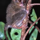 Image of spectral tarsier