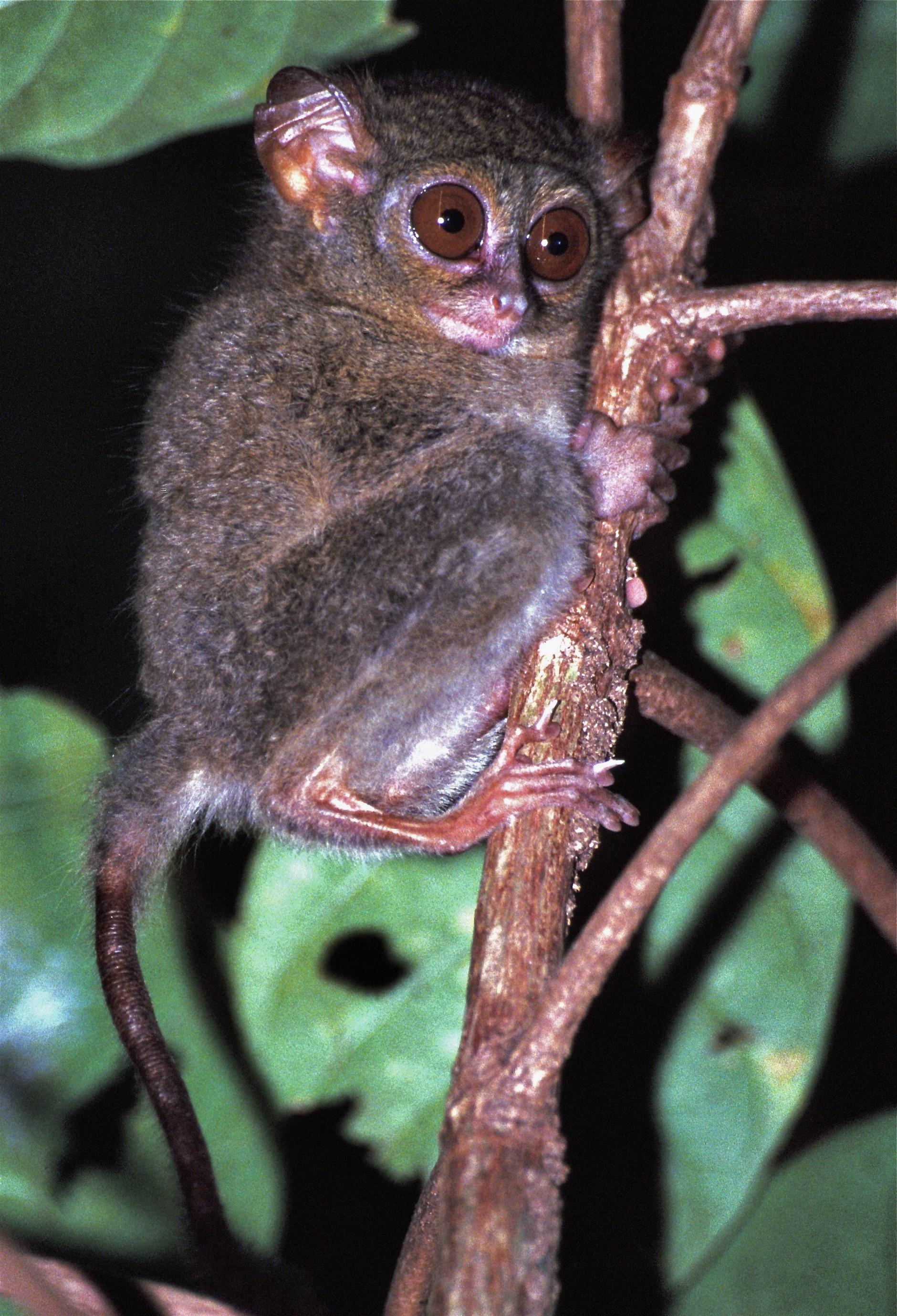 Image of spectral tarsier