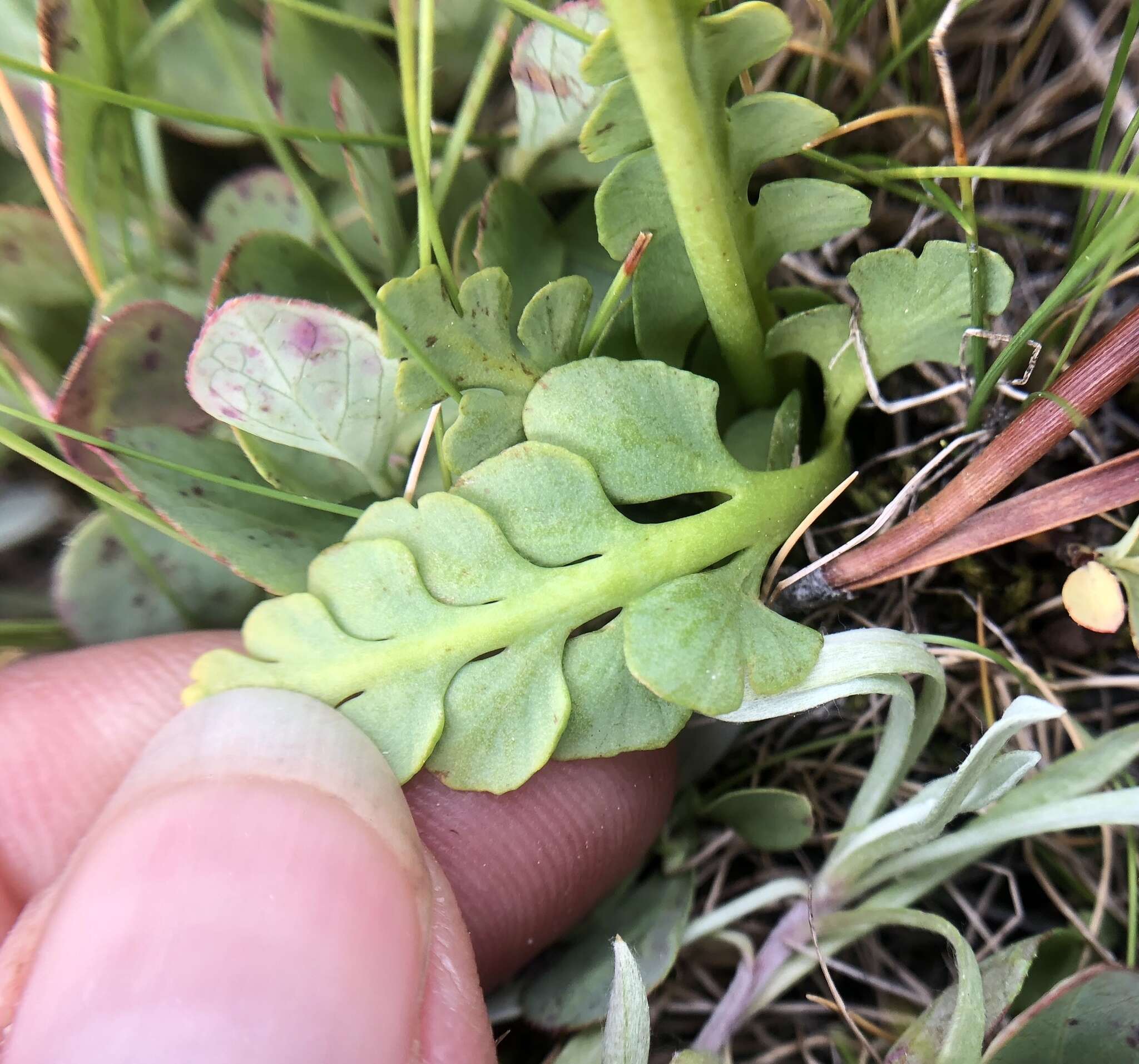 Image of Botrychium simplex subsp. simplex