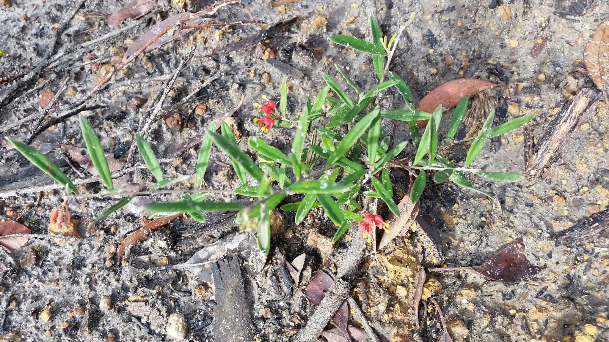 صورة Grevillea fasciculata R. Br.