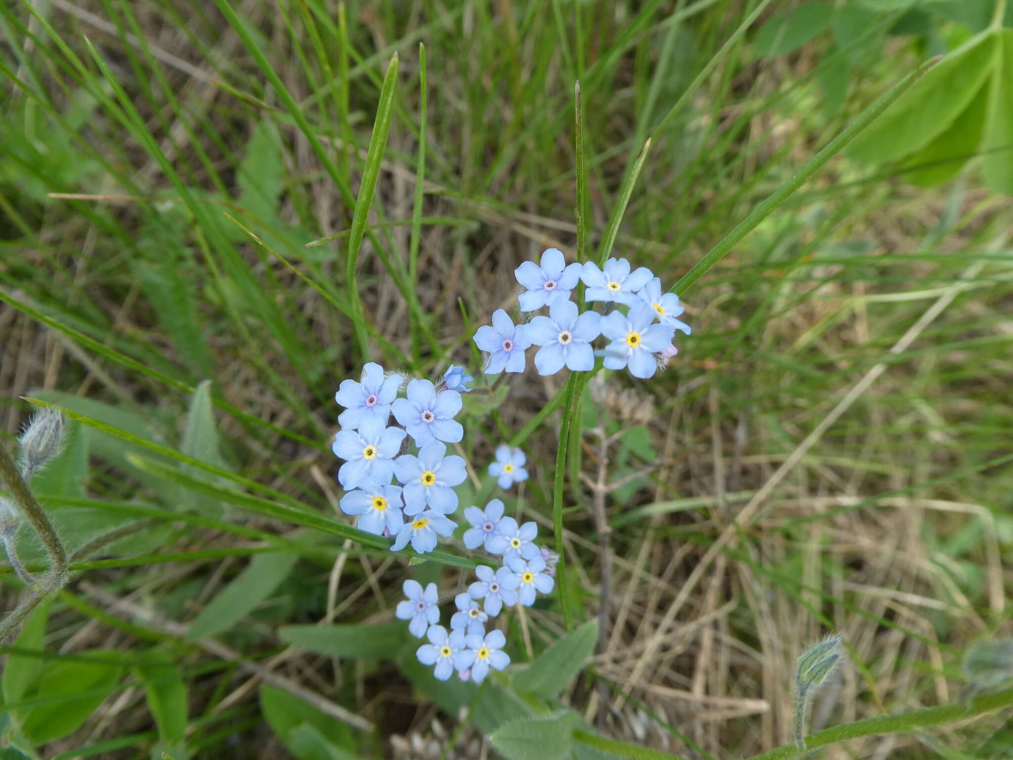 Imagem de Myosotis krylovii Sergievskaya