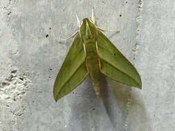 Image of Xylophanes virescens (Butler 1875)