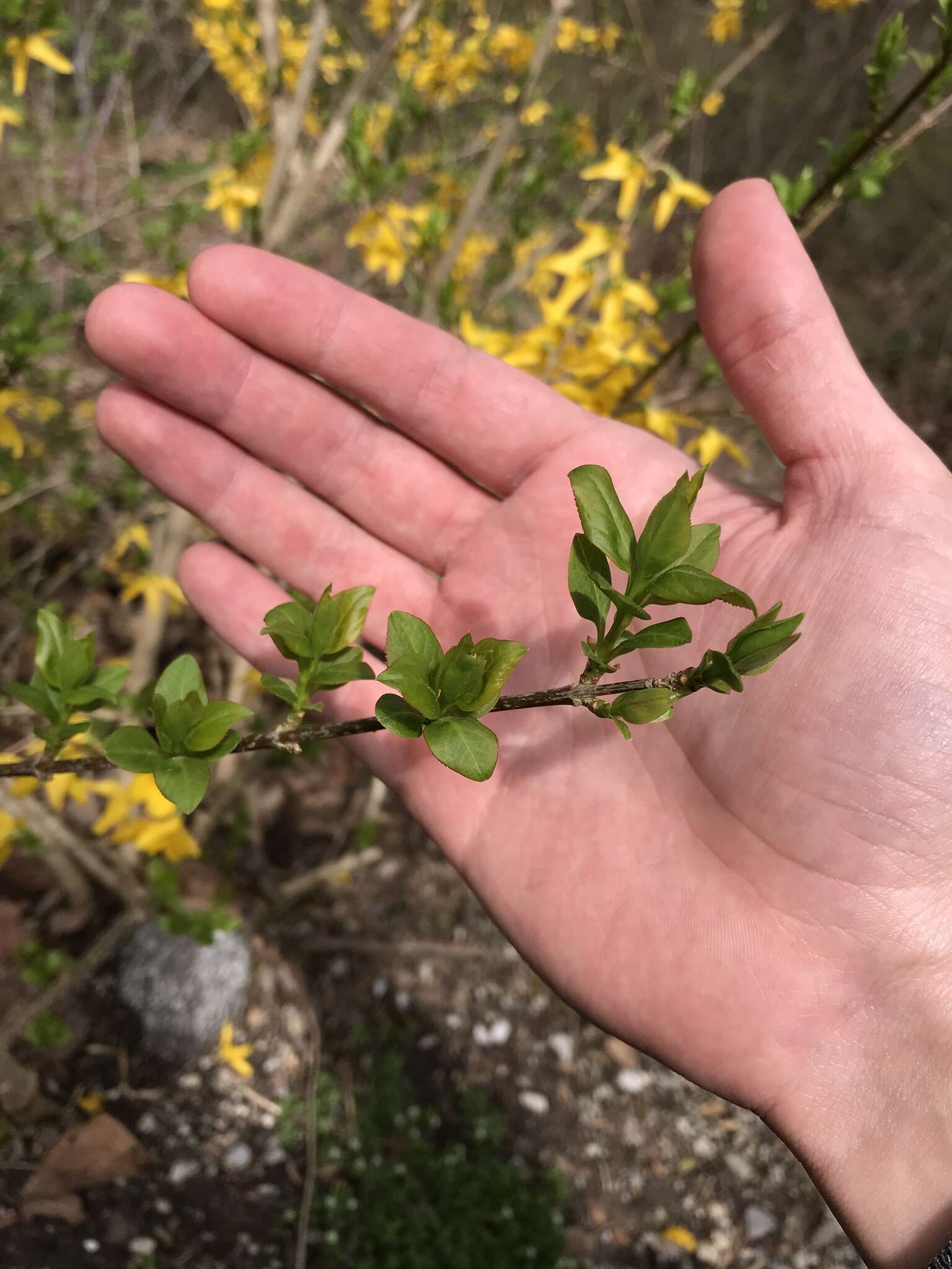 Forsythia viridissima Lindl. resmi