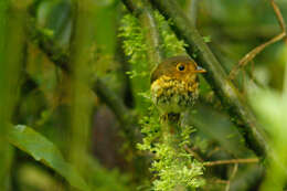 Image of Ochre-breasted Antpitta