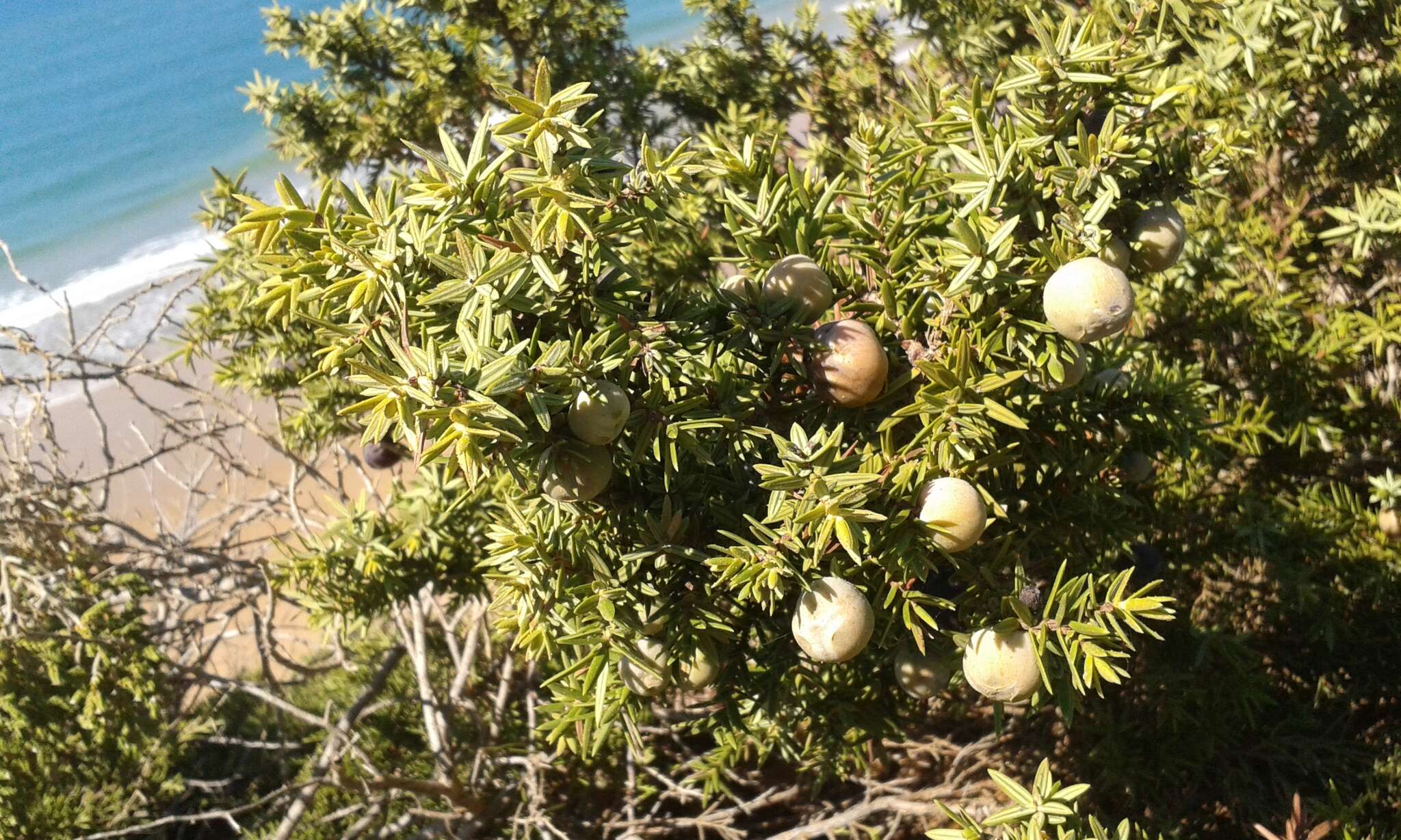 صورة عرعر كبير الثمار