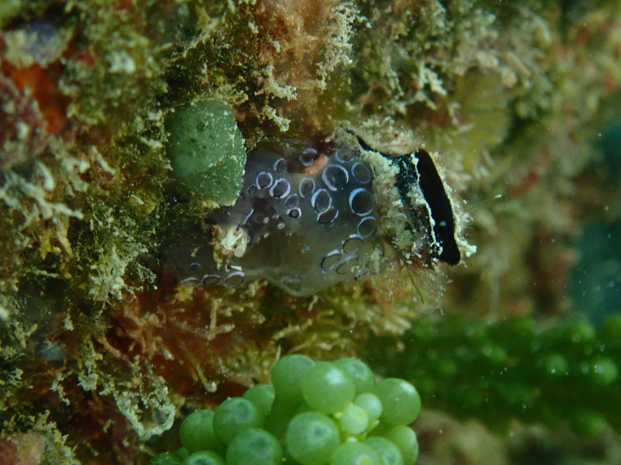 Image of painted tunicate