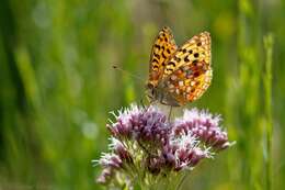 Image of High brown fritillary