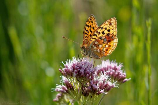 Image of High brown fritillary