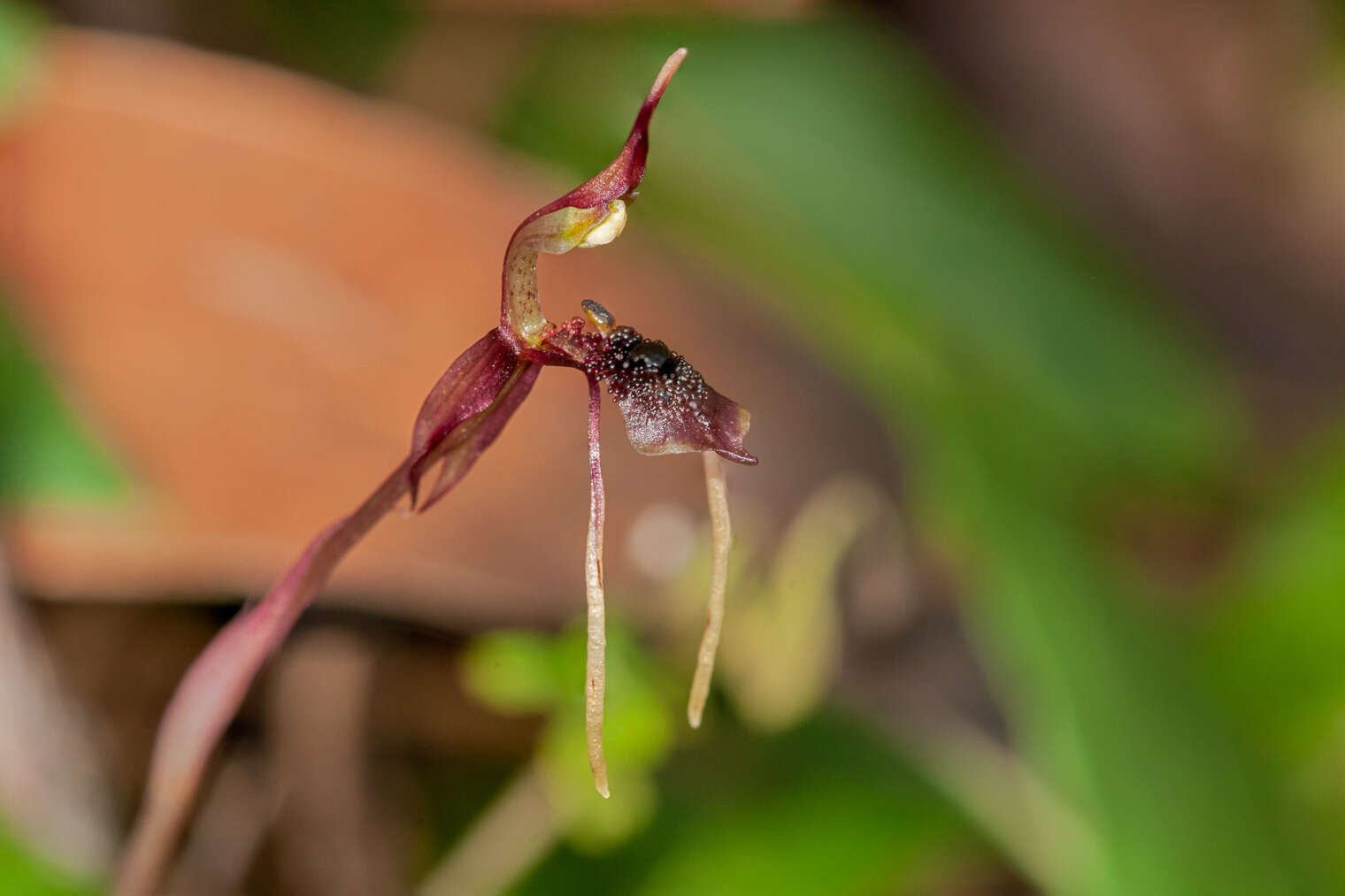 Image of Common wasp orchid