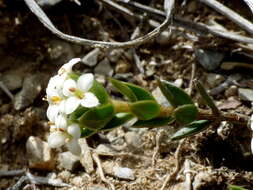 Image of Pimelea oreophila subsp. hetera C. J. Burrows