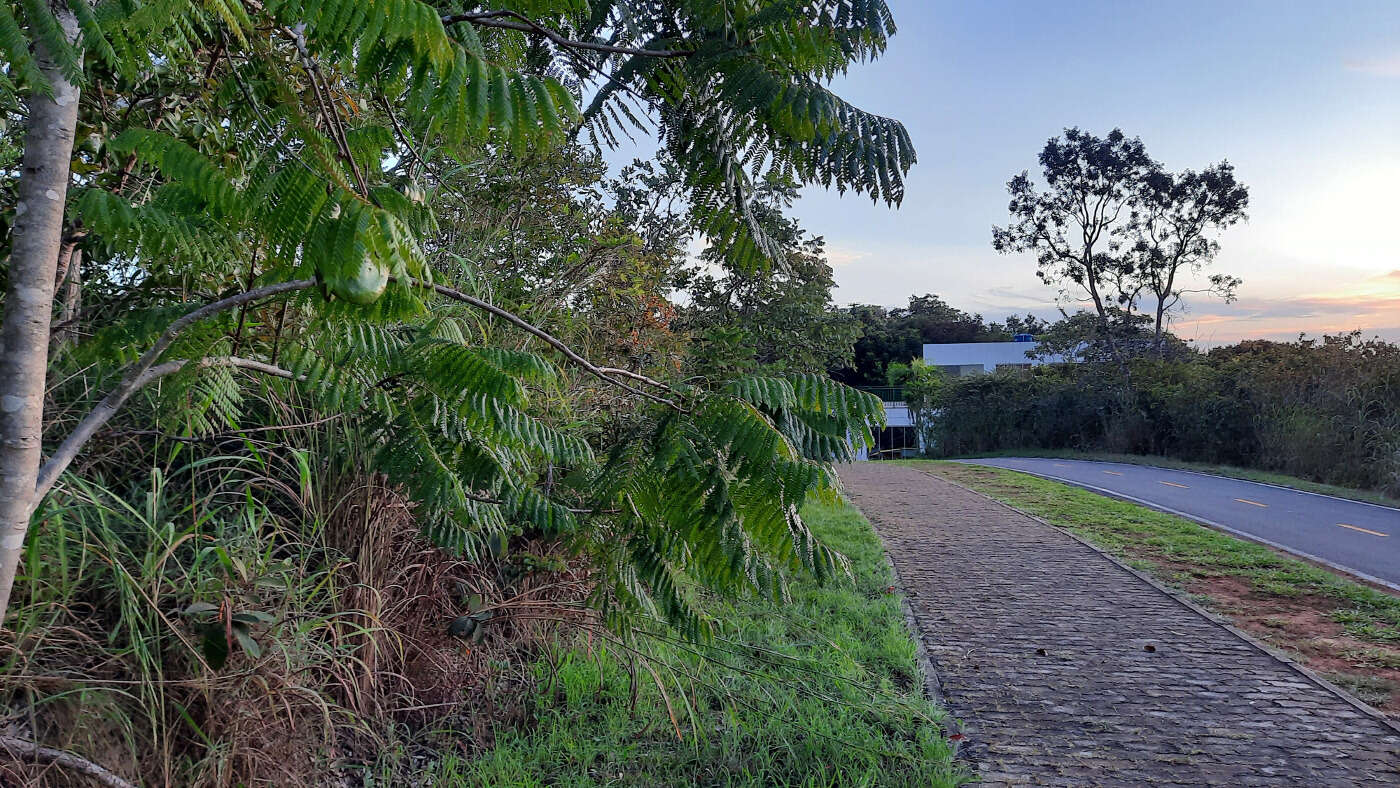 Sivun Jacaranda brasiliana (Lam.) Pers. kuva