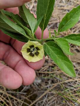 Physalis virginiana Mill.的圖片