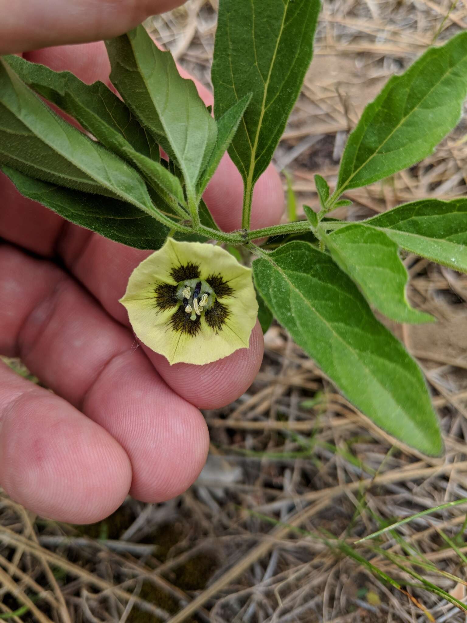 Physalis virginiana Mill.的圖片