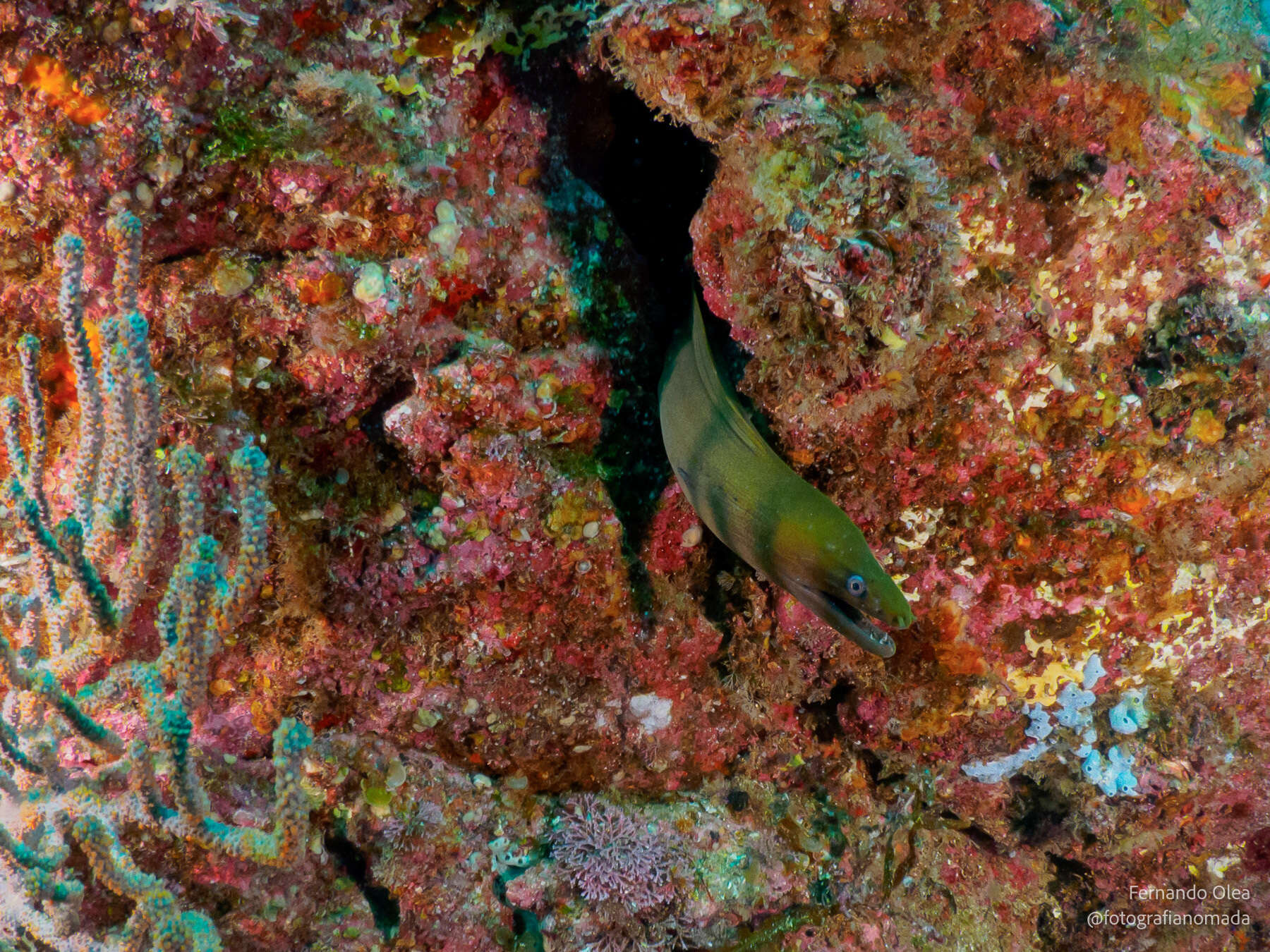 Image of Chestnut moray