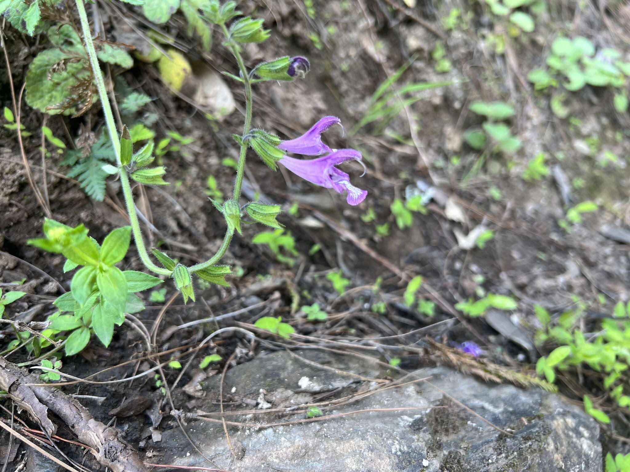 Image of Salvia przewalskii Maxim.