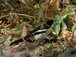 Image of Gabon Boubou