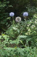 Image of Echinops pseudosetifer Kitag.