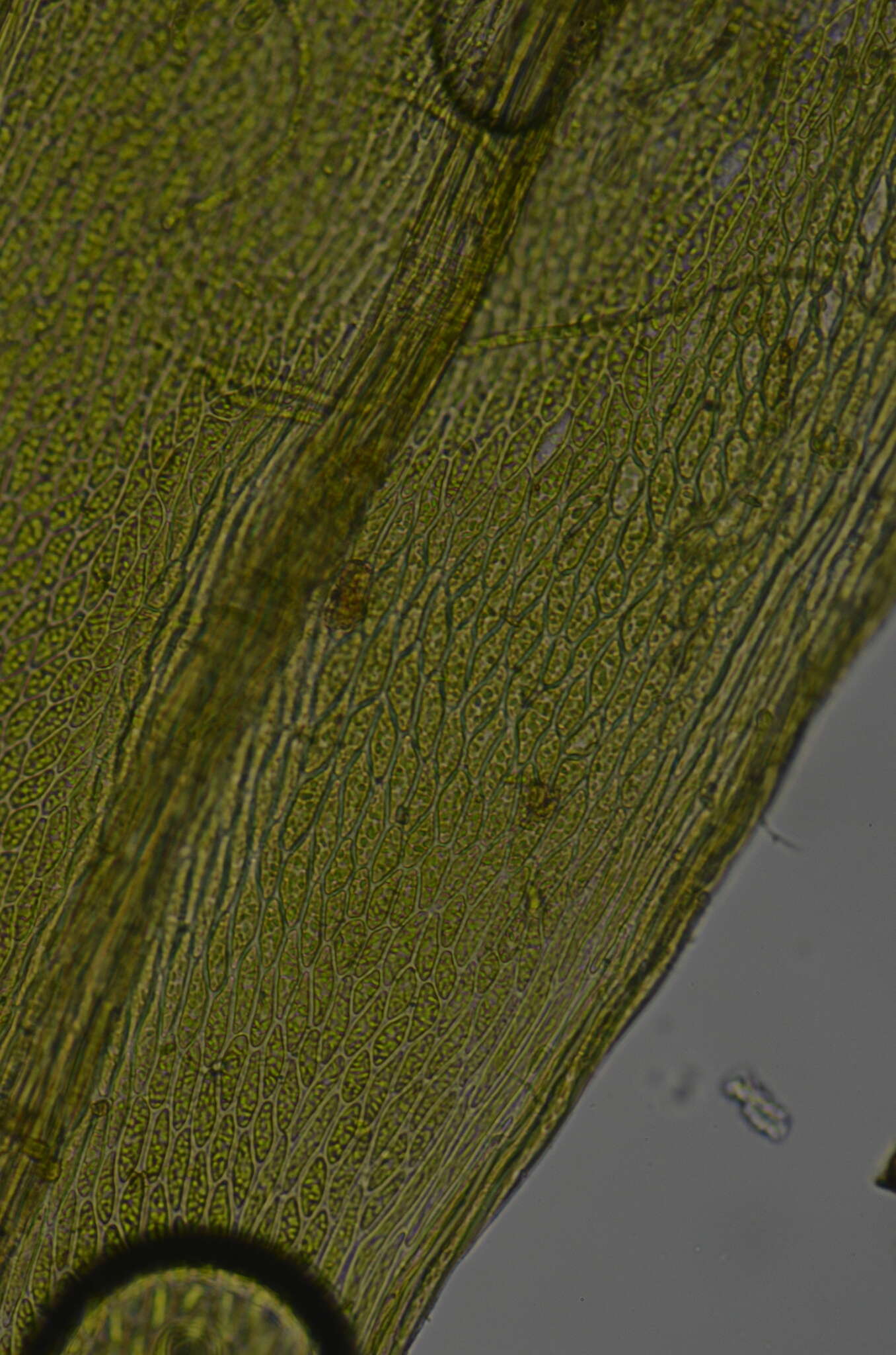 Daltonia splachnoides W. J. Hooker & Taylor 1818的圖片