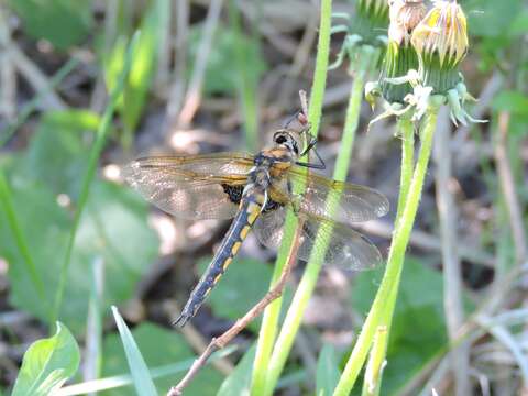 Image of eurasian baskettail