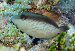 Image of Bridle Triggerfish