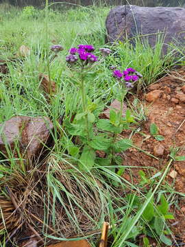 Hilliardiella sutherlandii (Harv.) H. Rob. resmi