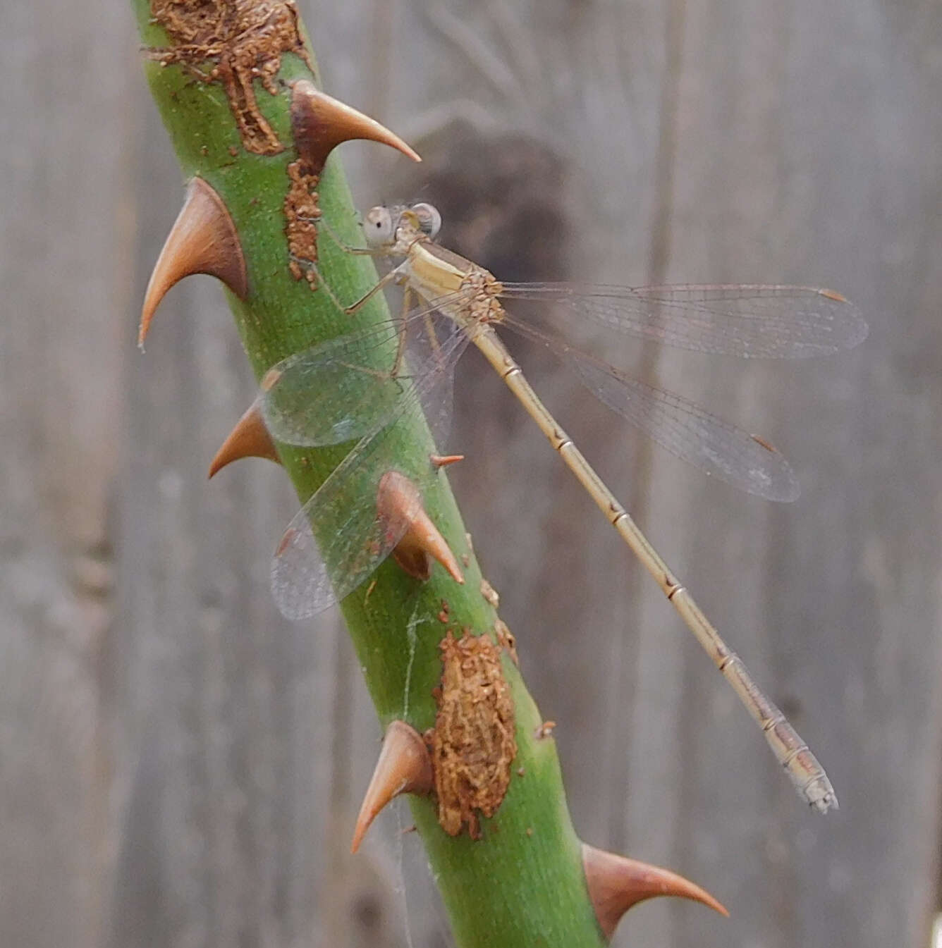 Image of Plateau Spreadwing