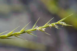 Plancia ëd Lepturus repens (G. Forst.) R. Br.