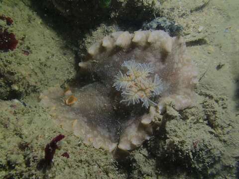 Image of Platydoris scabra (Cuvier 1804)