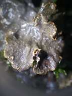 Image of Evans' felt lichen