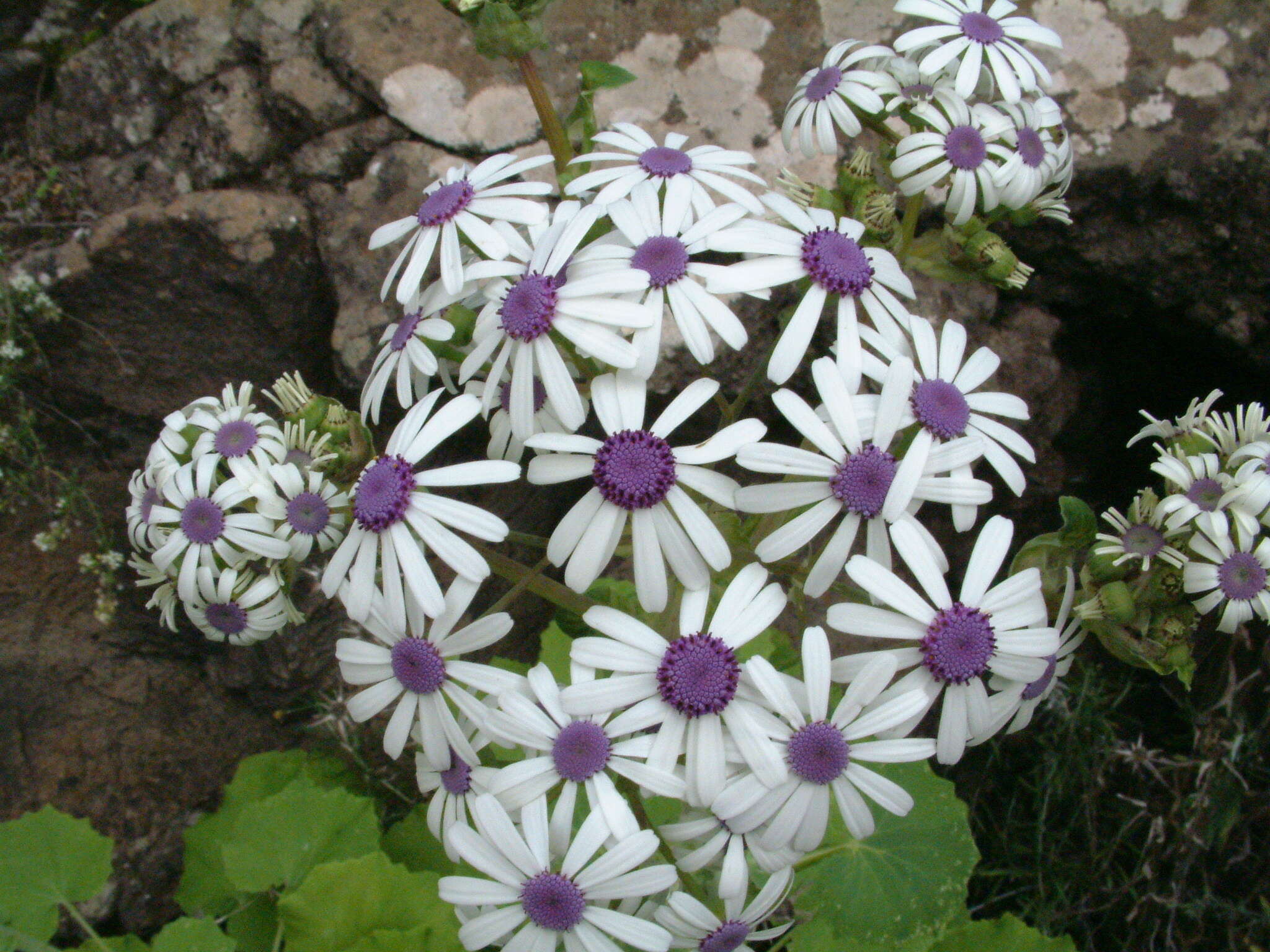 Image of Pericallis webbii (Sch. Bip.) C. Bolle