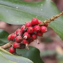 Image of Alpinia kawakamii Hayata