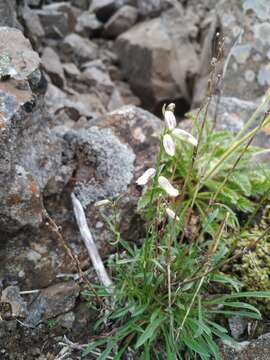 Image of Silene paucifolia Ledeb.