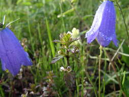 Image of upland eyebright