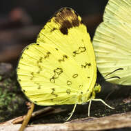 Image of Eurema simulatrix (Staudinger 1891)