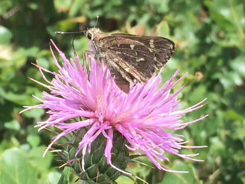 Image of Python Skipper