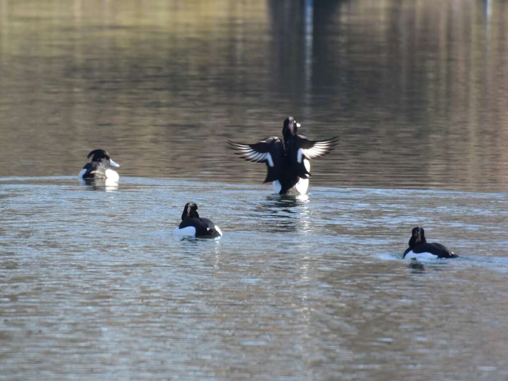 Image of Tufted Duck