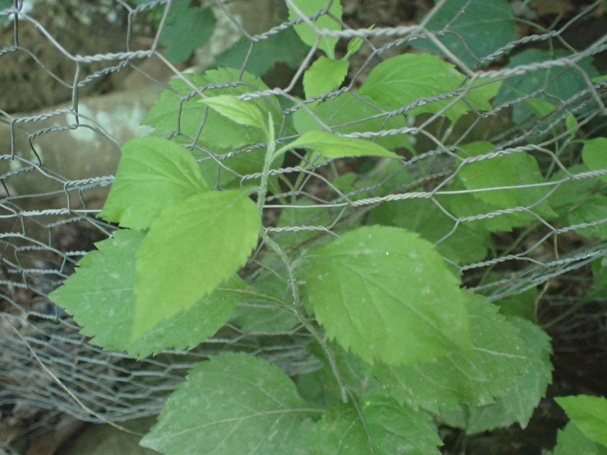 Image of whitehair goldenrod