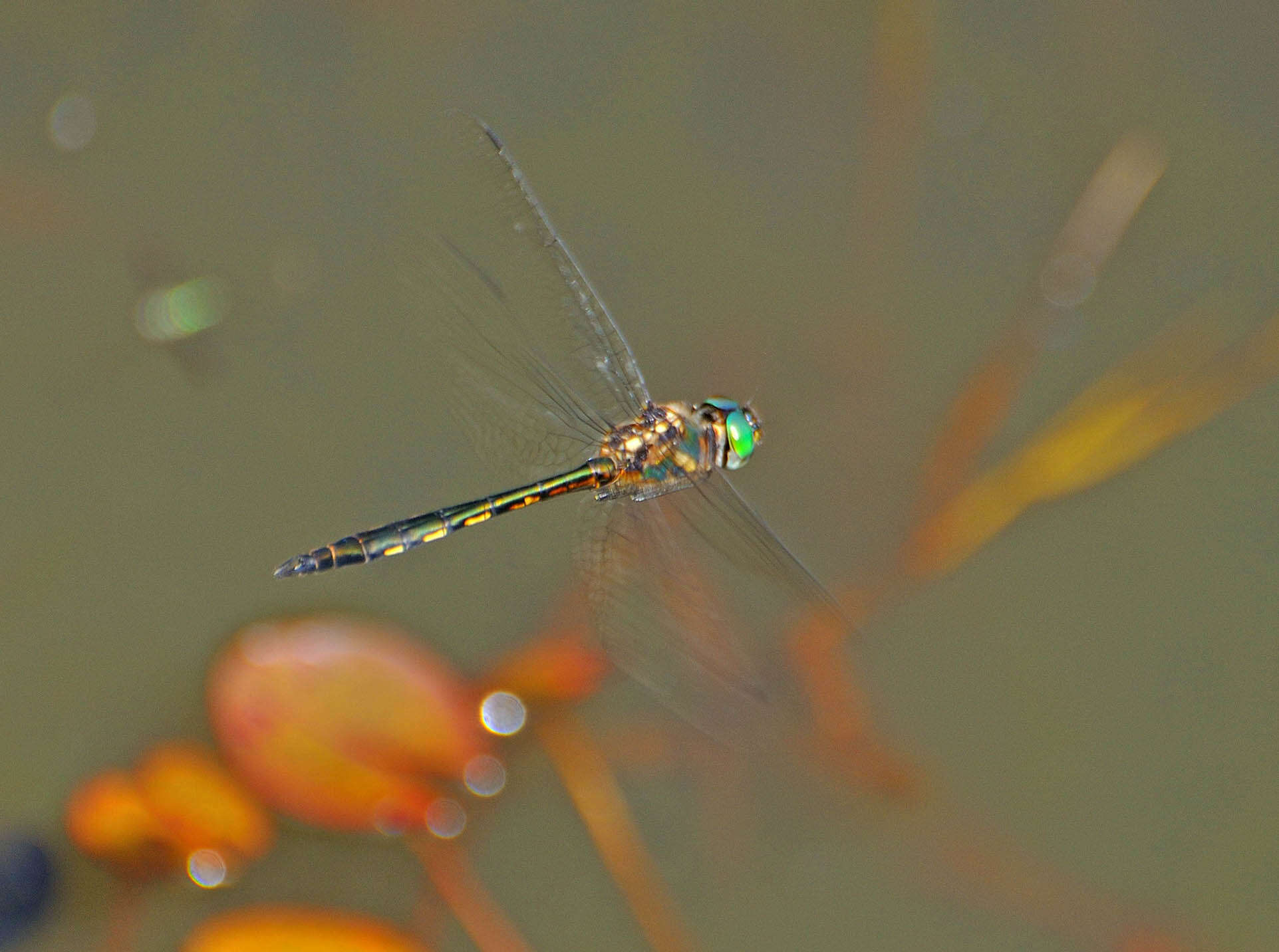 Image of Hemicordulia asiatica Selys 1878