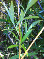 Image of Goodding's willow