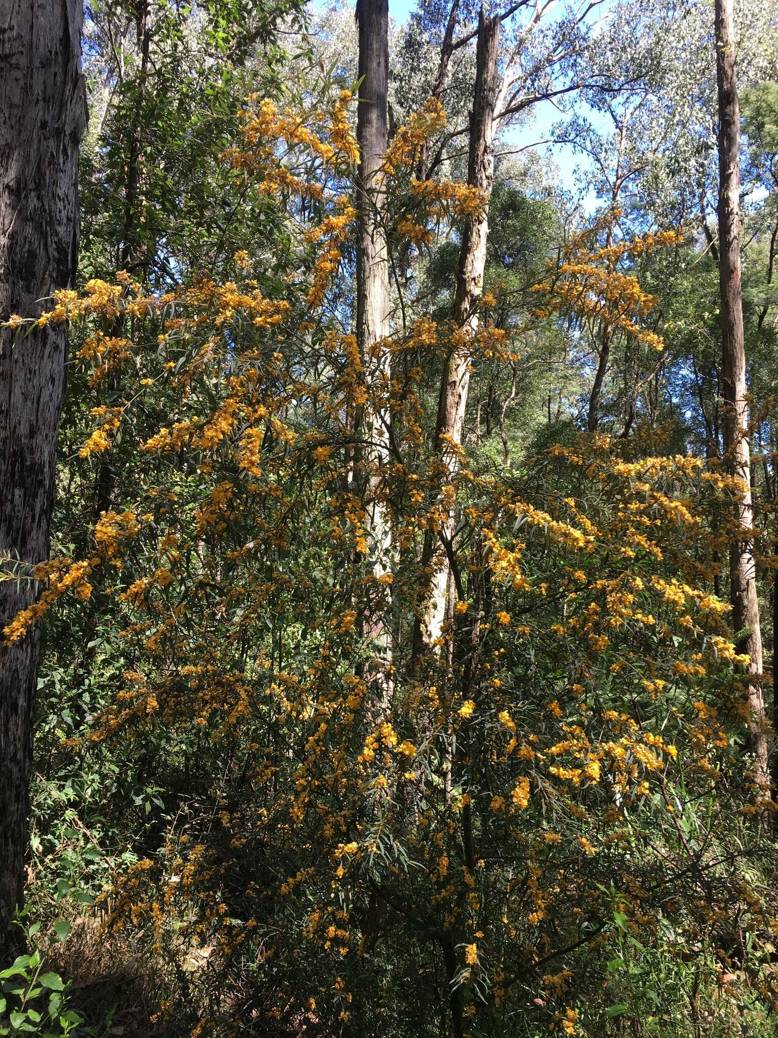 Image of Oxylobium arborescens R. Br.