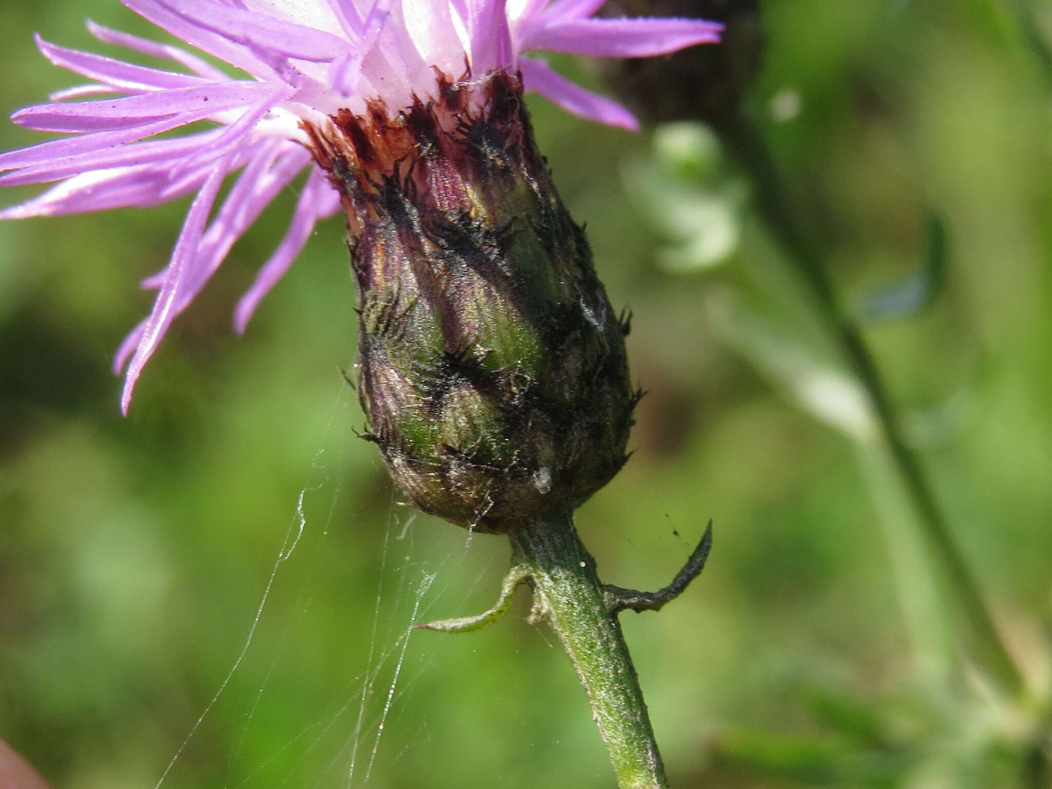 Image of spotted knapweed